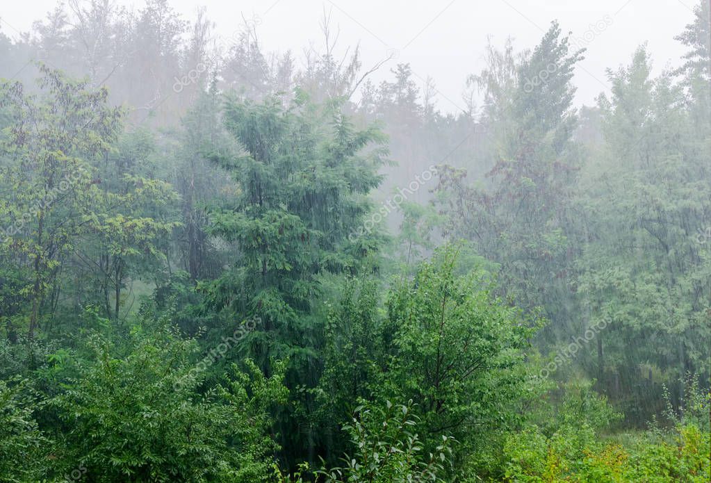 Background of fragment of the deciduous forest during heavy rain