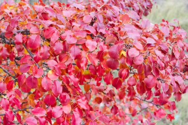 Arka plan kırmızı sonbahar ile yabani armut şube bırakır