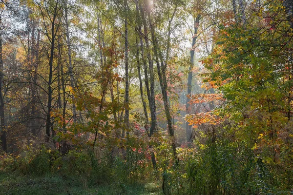 Parte Del Bosque Caducifolio Otoño Día Soleado —  Fotos de Stock