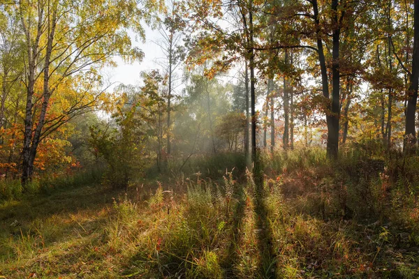 Parte Del Bosque Caducifolio Otoño Día Soleado —  Fotos de Stock