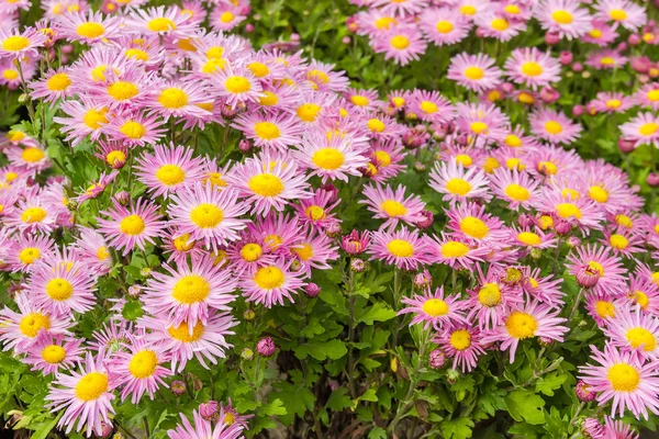 Flor Rosa Con Crisantemos Amarillos Macizo Flores — Foto de Stock