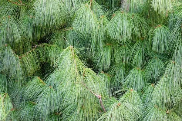 Background Branches Pinus Wallichiana Also Known Himalayan Pine Bhutan Pine — Stock Photo, Image
