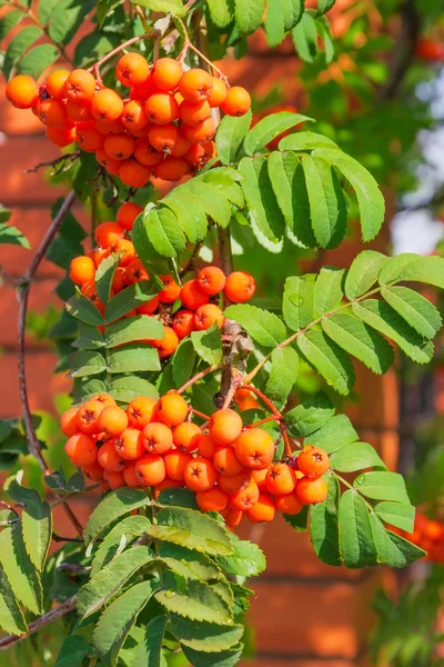 Rowan Branche Avec Des Grappes Baies Gros Plan Foyer Sélectif — Photo