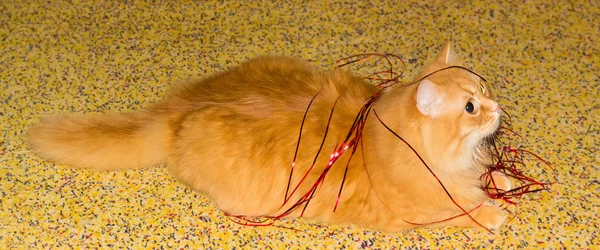 Ginger Cat Jugando Con Lametta Roja Navidad Una Moqueta Moteada — Foto de Stock