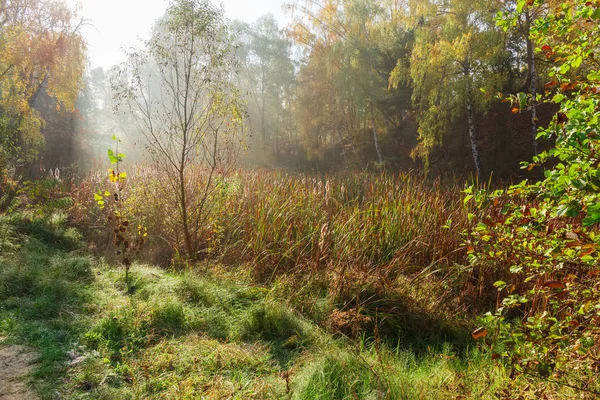 秋天早晨 森林杂草丛生的湖面上的芦苇 — 图库照片