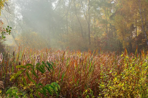 Reed Mace Bir Ormanda Gölü Sonbahar Sabahı Büyümüş — Stok fotoğraf