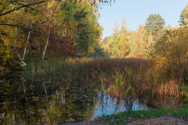 Las Jezioro Porośnięte Reed Mace Innych Roślin Wodnych Przed Czyste — Zdjęcie stockowe