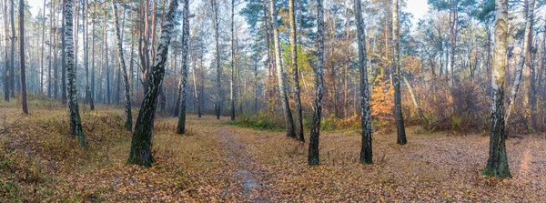 Panorama Birch Piney Forest Morning Late Autumn — Stock Photo, Image