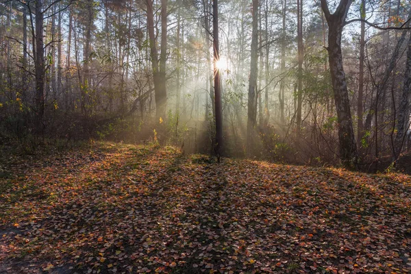Sis Sonbahar Sabahı Güneş Işınları Ile Yaprak Döken Iğne Yapraklılar — Stok fotoğraf