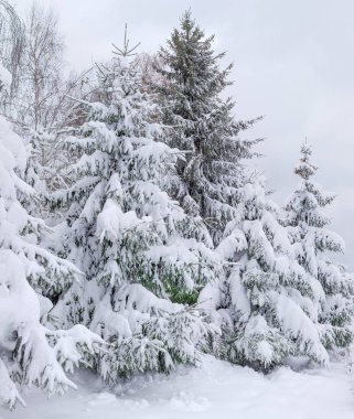 Ladin grup ağaç ve bulutlu gökyüzü arka plan üzerinde kar yağışı sonra karla kaplı
