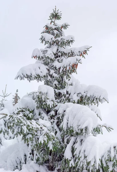在多云的天空背景下降雪后 单云杉 圆锥覆盖着雪 — 图库照片