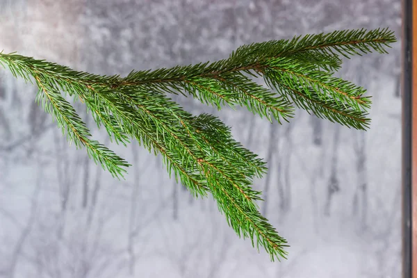 冷杉树的分支在室内模糊的背景下的窗口和雪树的门 — 图库照片