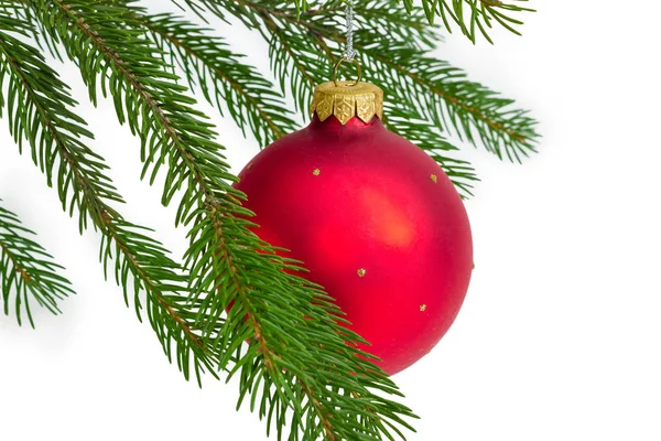 Red Christmas Ball Hanging Green Living Branches Spruce Close White — Stock Photo, Image