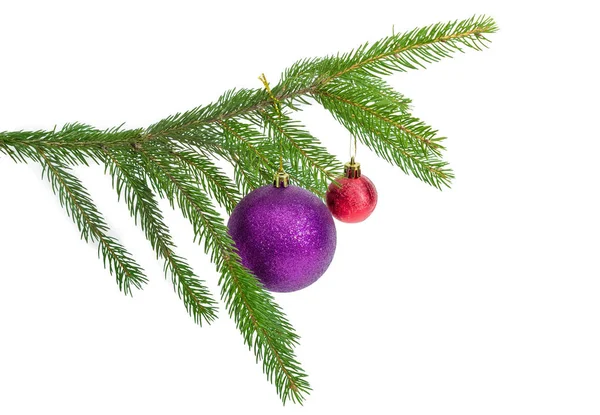白地に紫と赤のクリスマス ボールをぶら下げとスプルースの緑の生活支店 — ストック写真