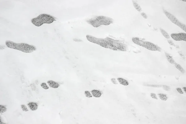 Фон Слідів Підошви Взуття Дорослих Дітей Мокрій Снігу Під Час — стокове фото