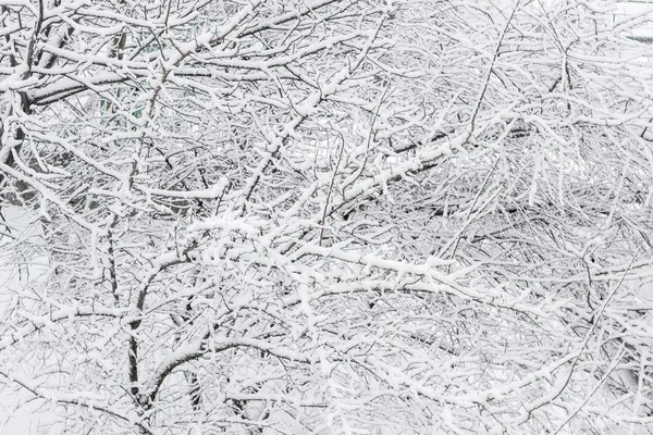 在阴天 落叶树的枝条的背景 覆盖着厚厚的雪层 — 图库照片