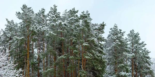 Partes Superiores Pinos Cubiertos Nieve Después Nevada Una Marga Forestal —  Fotos de Stock
