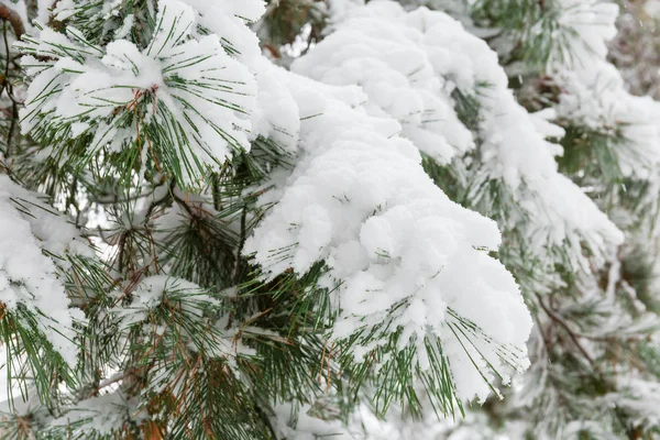 Arka plan yeni yağmış kar yakın çekim seçici odak, pul ile kaplı çam dalı