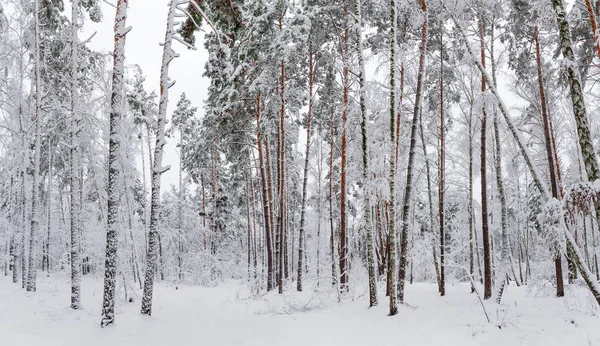 Panorama Della Foresta Invernale Con Pini Latifoglie Ricoperte Neve Durante — Foto Stock