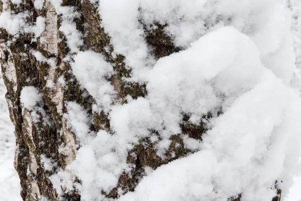 新降下的雪片覆盖着老桦树树干碎片的背景 — 图库照片