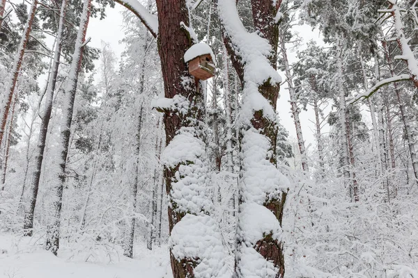 Fragment Des Winterparks Mit Kiefern Und Laubbäumen Bedeckt Mit Flauschigem — Stockfoto