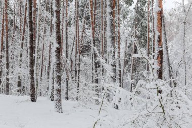Kış orman çam ve huş ağaçlarıyla parçası sırasında yoğun bir kar yağışı kabarık karla kaplı