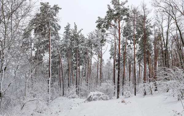 Panorama Des Winterwaldes Mit Kiefern Und Laubbäumen Die Bei Schneefall — Stockfoto