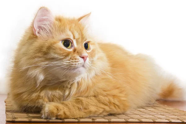 Fluffy Ginger Cat Lying Wooden Surface White Background — Stock Photo, Image