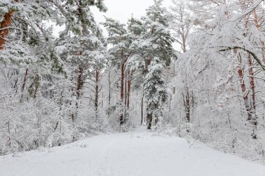 Çam, ağaç ve diğer yaprak döken ağaçlar ve çalılar yoğun kar yağışı sırasında kabarık karla kaplı kış orman parçası