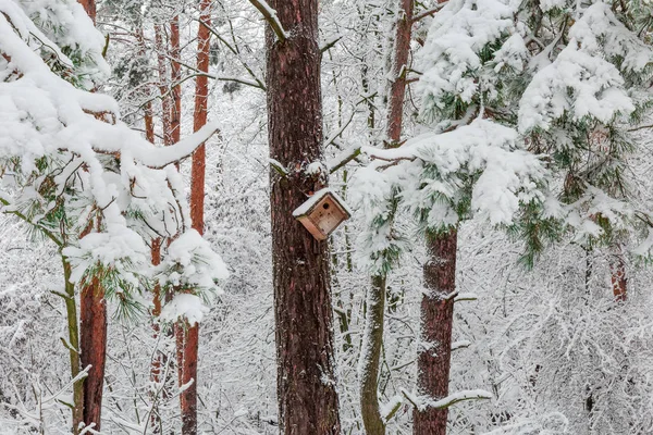 Fragment Winter Pine Forest Deciduous Trees Shrubs Nest Box Pine — Stock Photo, Image