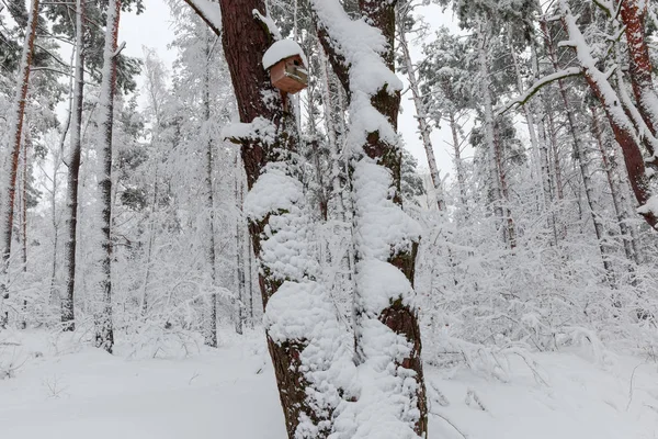 Fragment Des Winterparks Mit Kiefern Und Laubbäumen Bedeckt Mit Flauschigem — Stockfoto