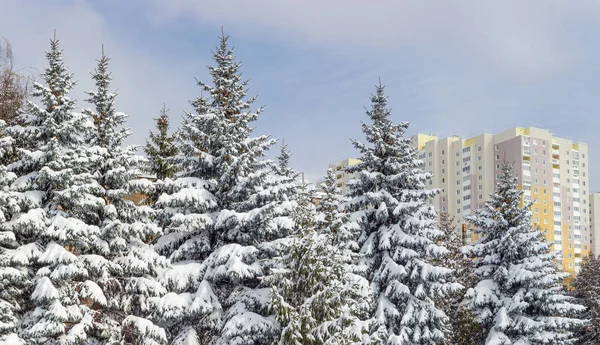 異なるトウヒのグループは現代のマルチ建と空の背景に雪で覆われて — ストック写真