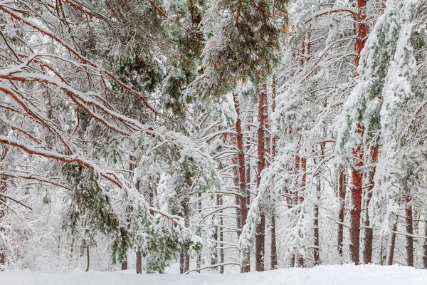 Frammento Pineta Invernale Ricoperto Neve Soffice Durante Una Forte Nevicata — Foto Stock