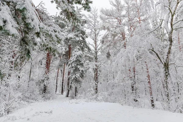 Fragment Vintern Skog Med Tallar Björkar Och Andra Lövträd Och — Stockfoto