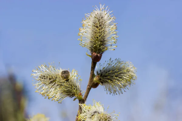 Full Bloom Male Catkins Willow Branch Close Background Sky — Stock Photo, Image