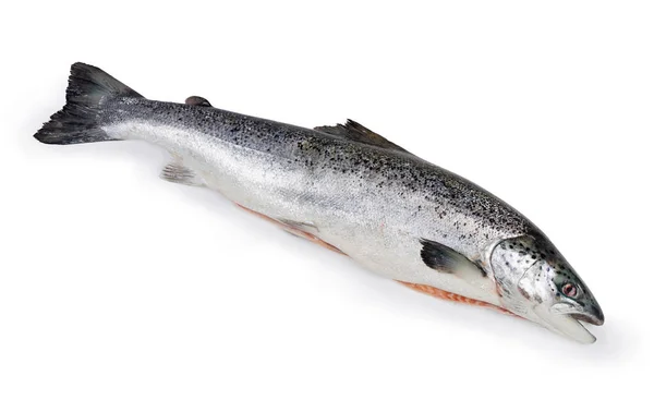 Hele Ongekookt Ontdaan Karkas Van Verse Zalm Een Witte Achtergrond — Stockfoto