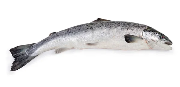 Whole Uncooked Carcass Fresh Salmon White Background — Stock Photo, Image