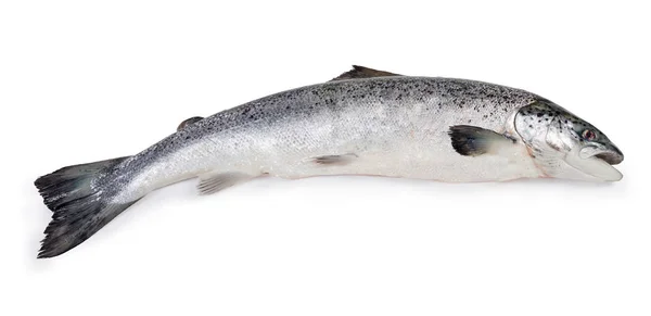 Hele Ongekookt Karkas Van Verse Zalm Een Witte Achtergrond — Stockfoto