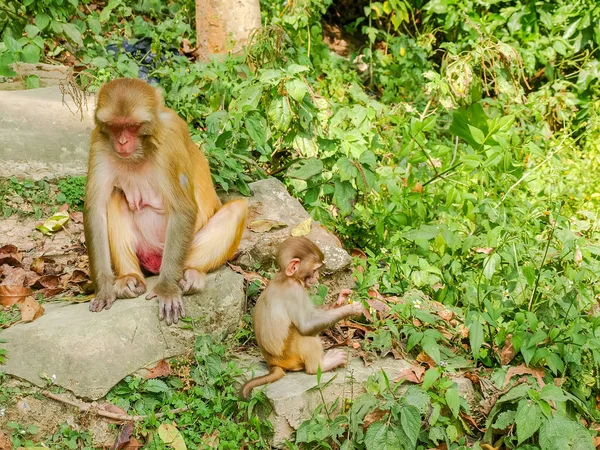 Mãe Bebê Macaco Rhesus Macaco Território Swayambhunath Também Conhecido Como — Fotografia de Stock