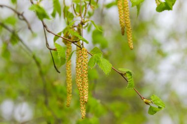 Seçici, genç yaprakları ve kedicikler yakın çekim ile gümüş huş ağacı dalları bulanık bir arka plan üzerinde odaklanmak