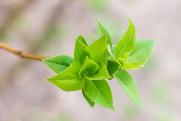 Lilac Spring Young Leaves Branch Outdoors Close Selective Focus Blurred — Stock Photo, Image
