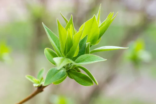 Lilac Young Leaves Spring Shoots Branch Outdoors Close Selective Focus — Stock Photo, Image