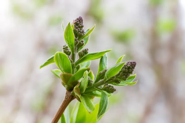 Lilac Spring Shoots Young Leaves Flowers Buds Branch Outdoors Close — Stock Photo, Image