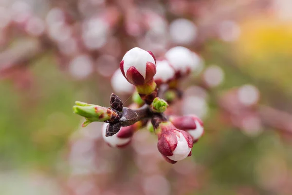 Apricot Branch Buds Flowers Young Leaves Beginning Flowering Outdoors Close — Stock Photo, Image