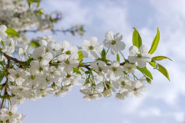 Çiçekler, tomurcukları ve genç ile kiraz ağacının dalını yakın çekim bir bulanık arka plan gökyüzü ve diğer dallar üzerinde bırakır.