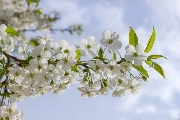 Rama Cerezo Con Flores Brotes Hojas Jóvenes Cerca Sobre Fondo —  Fotos de Stock