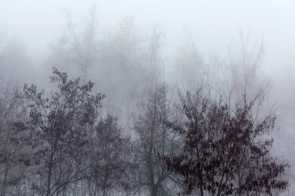 ニセと濃霧で前景色の低木で冬の森の木のてっぺんのフラグメント — ストック写真