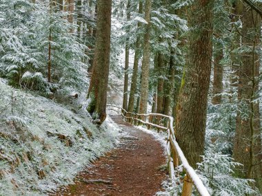 Erken ilkbaharda, Karpat Dağları Yeni yağmış kar dağ Gölü kıyısında doğal yolu ormandaki Ahşap korkuluk ile kaplı