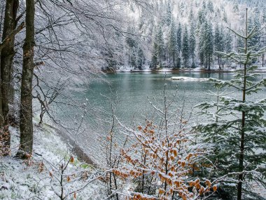 Dağ gölü orman ile erken ilkbaharda bir ön plan kıyıda kar kaplı. Lake Synevyr, Karpat Dağları, Ukrayna