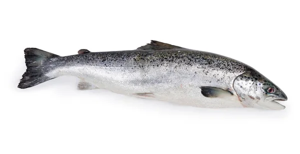 Ganz Roher Frischer Lachs Auf Weißem Hintergrund — Stockfoto